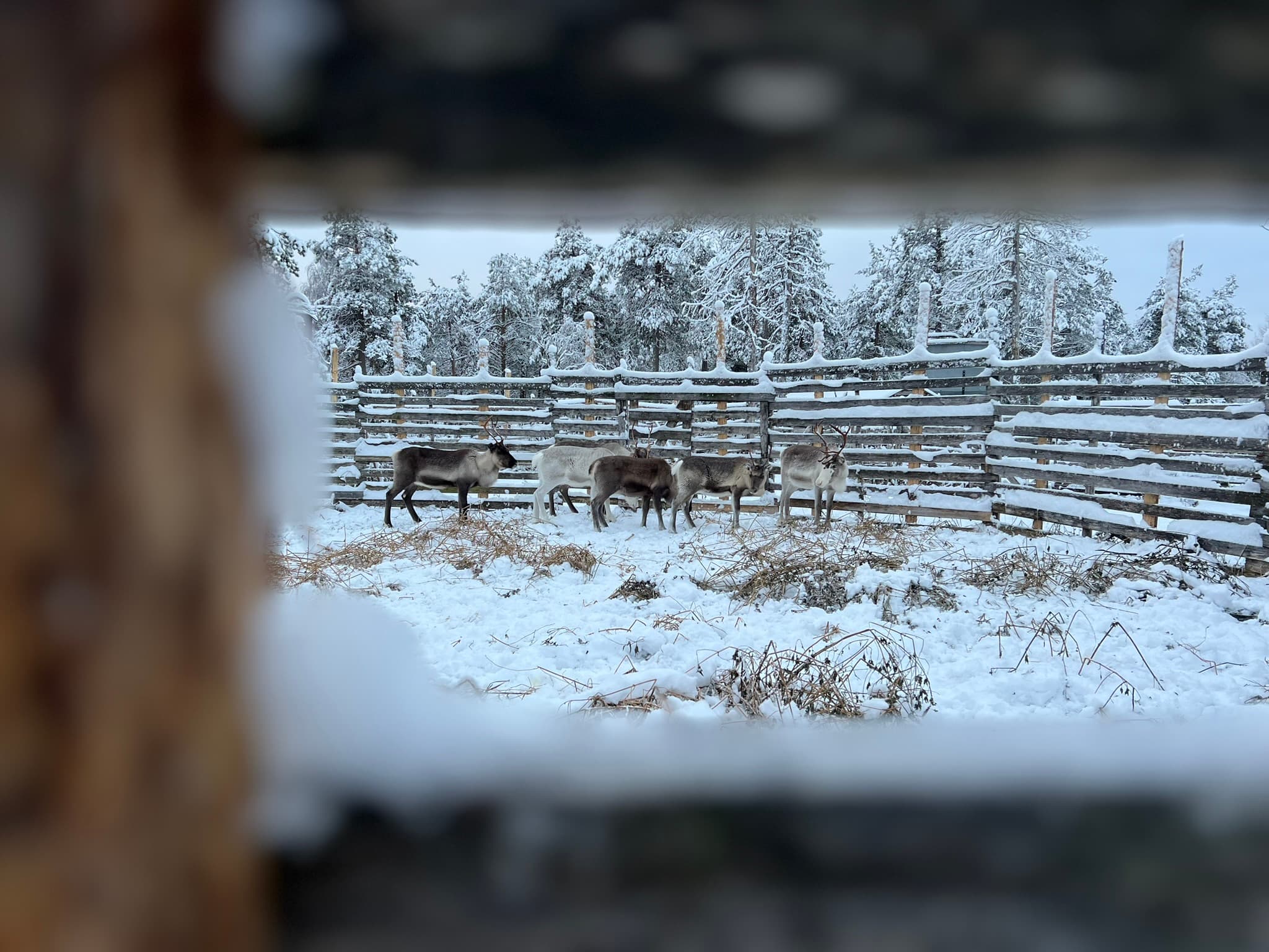 Levi Experience: Local Life in a Day