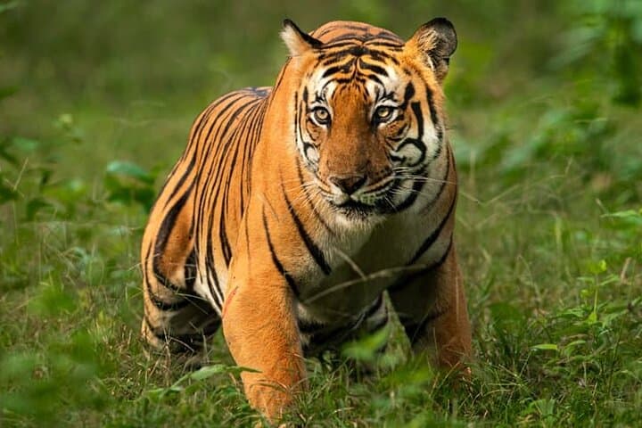 Delhi to Corbett Tiger Reserve