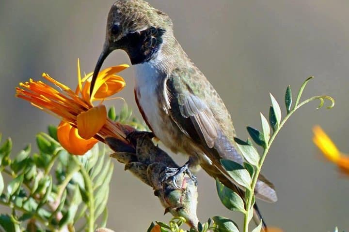 Colca Canyon Sightseeing Tour 2D1N and Transfer to Puno