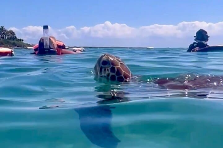 Akumal Bay snorkeling, plus 3 cenotes and great food