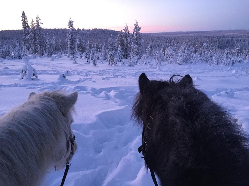 Private - Icelandic Horseback Riding in Levi (By request)