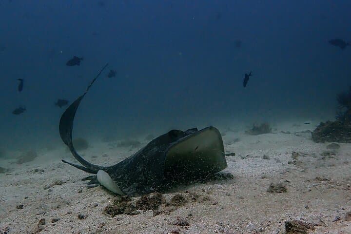 Scuba Diving Adventure in Musandam, Oman