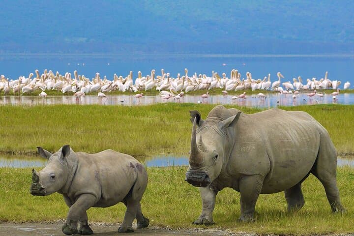 4 Days Masai Mara and Lake Nakuru Shared Camping Safari 