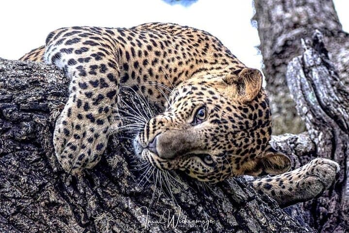 Half Day Activity in Yala Safari