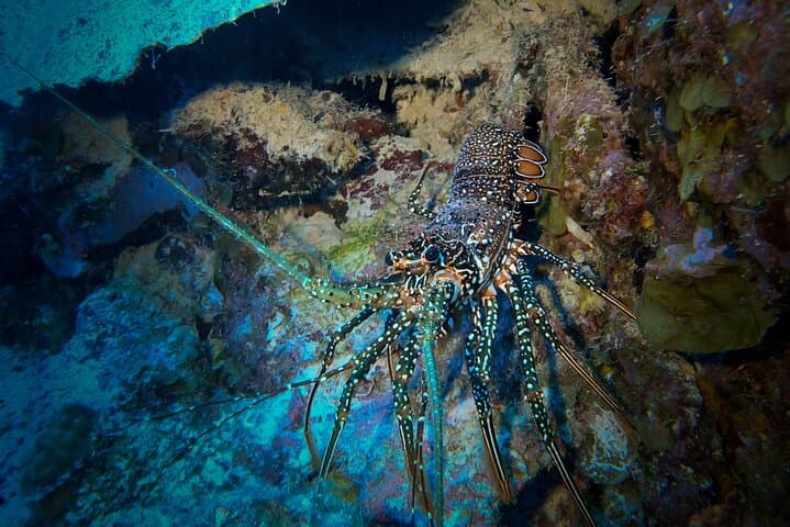 Night Snorkeling Adventure 