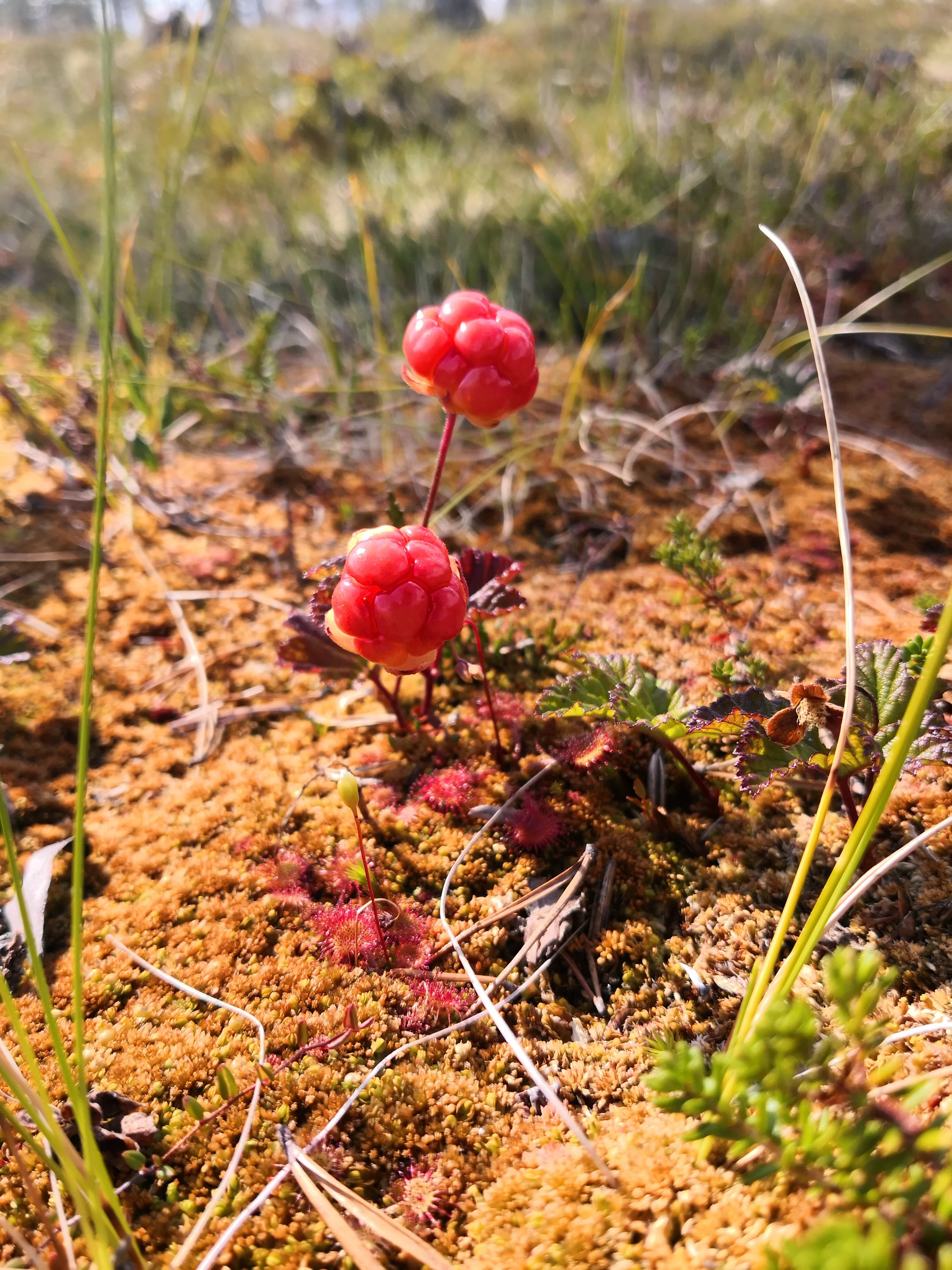 Berry picking tour into the forest and camp fire