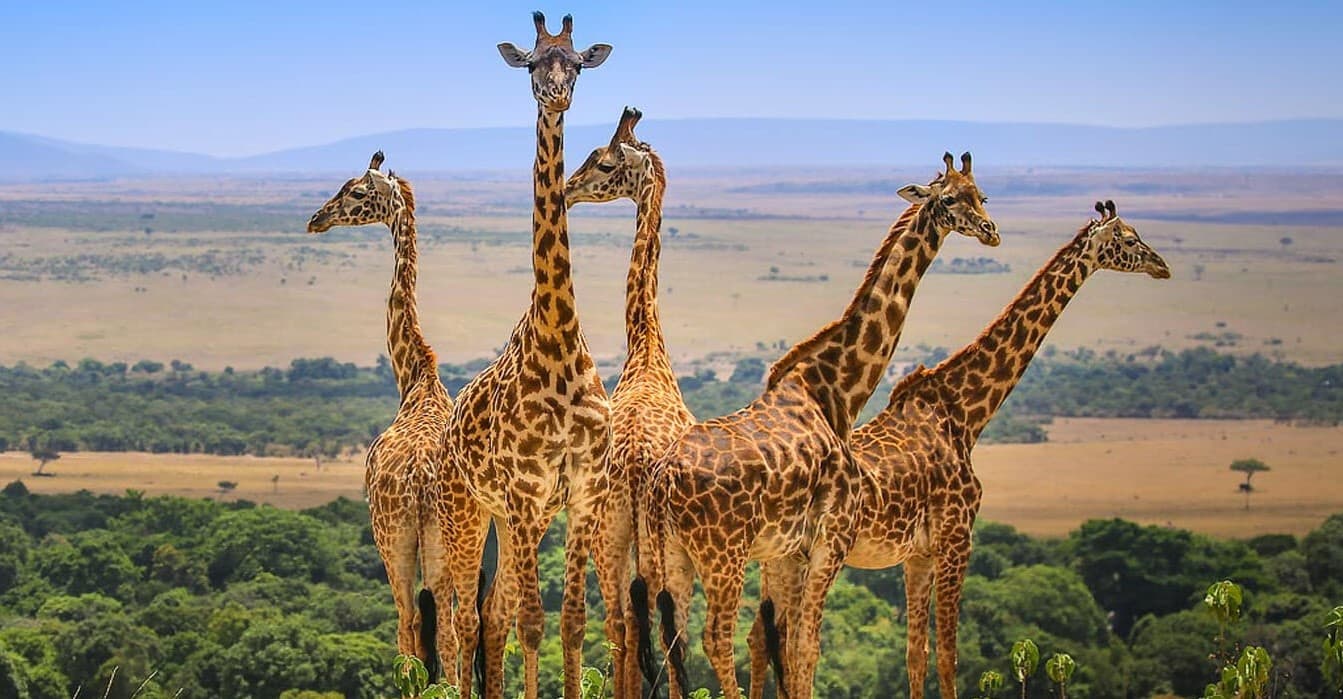 7 Days best choice Kenya safari 