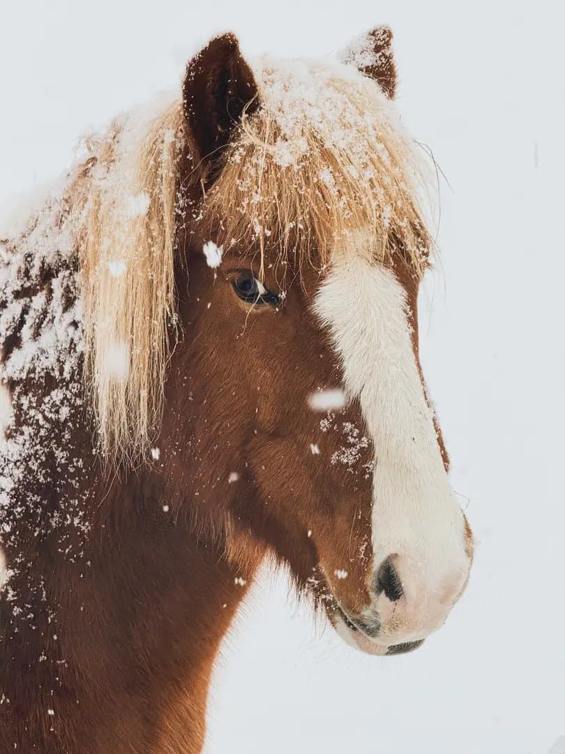 Private! Majestic Iceland: Goðafoss Waterfall, Holiday Magic and Horseback Bliss