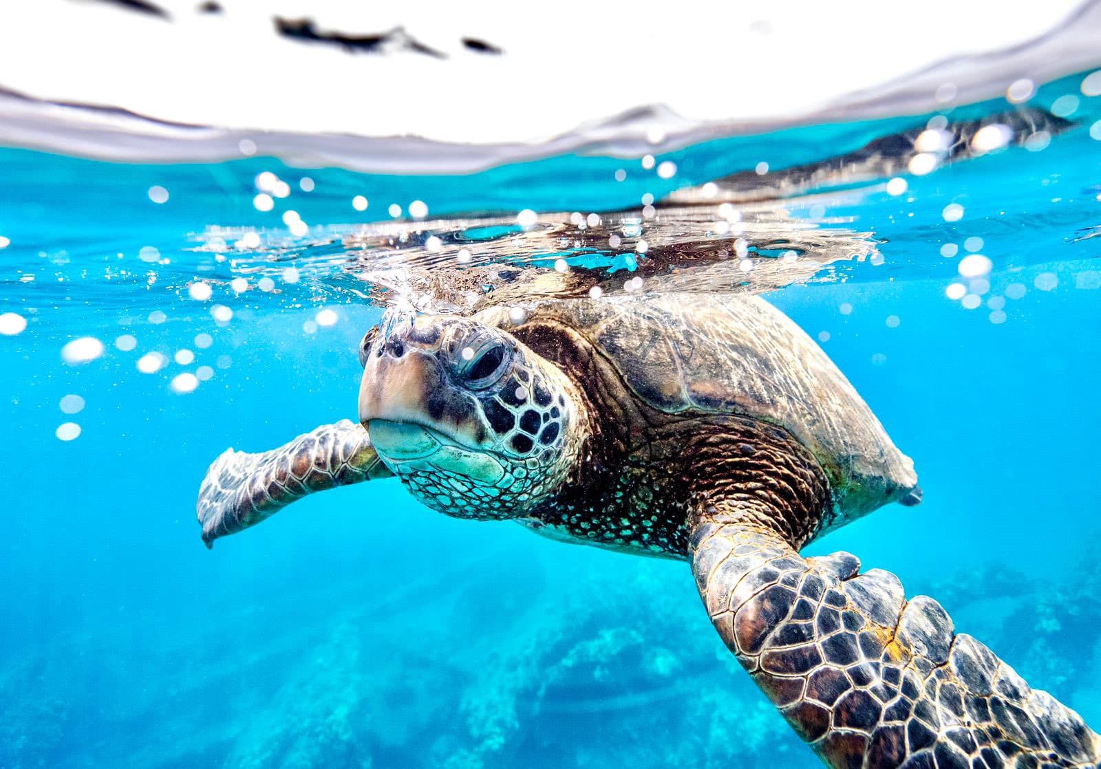 10-Day Uganda and Zanzibar Beach Holidays