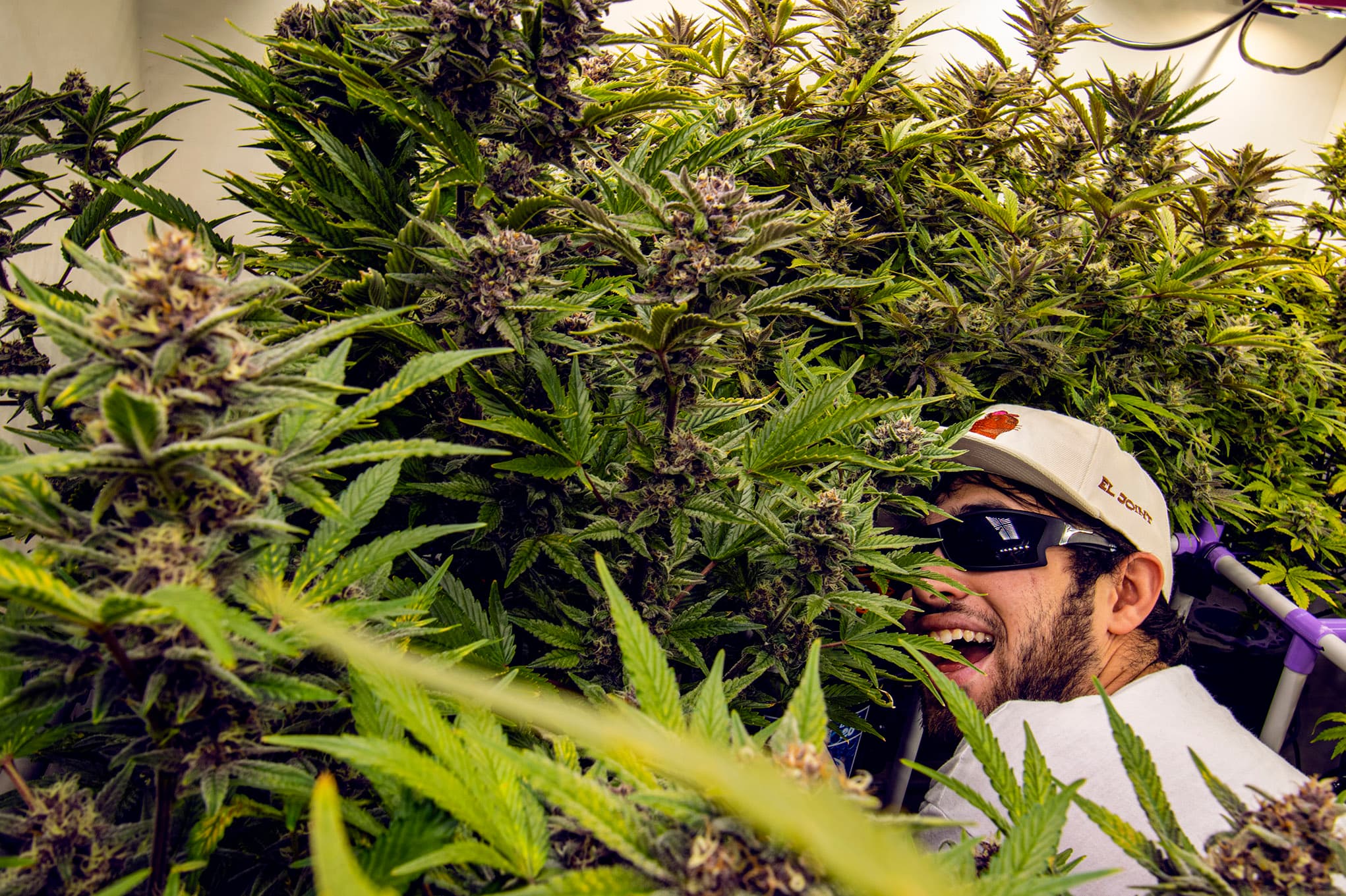 High on Palermo - cannabis dispensary + street art + food