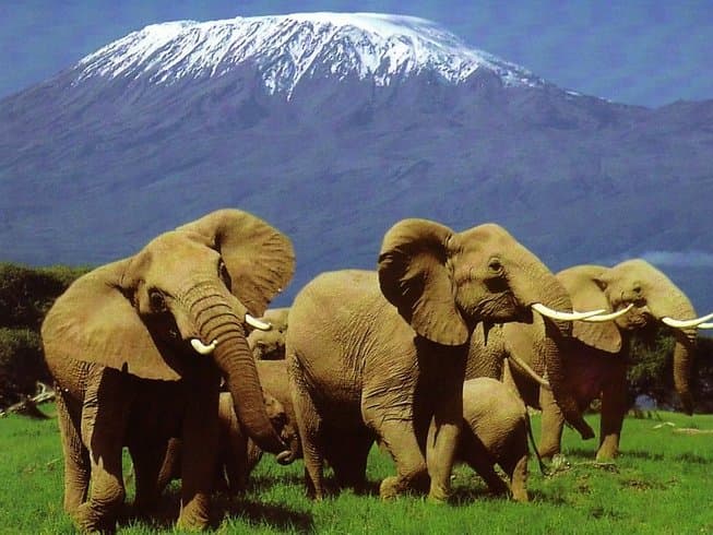 3 Day Amboseli Safari