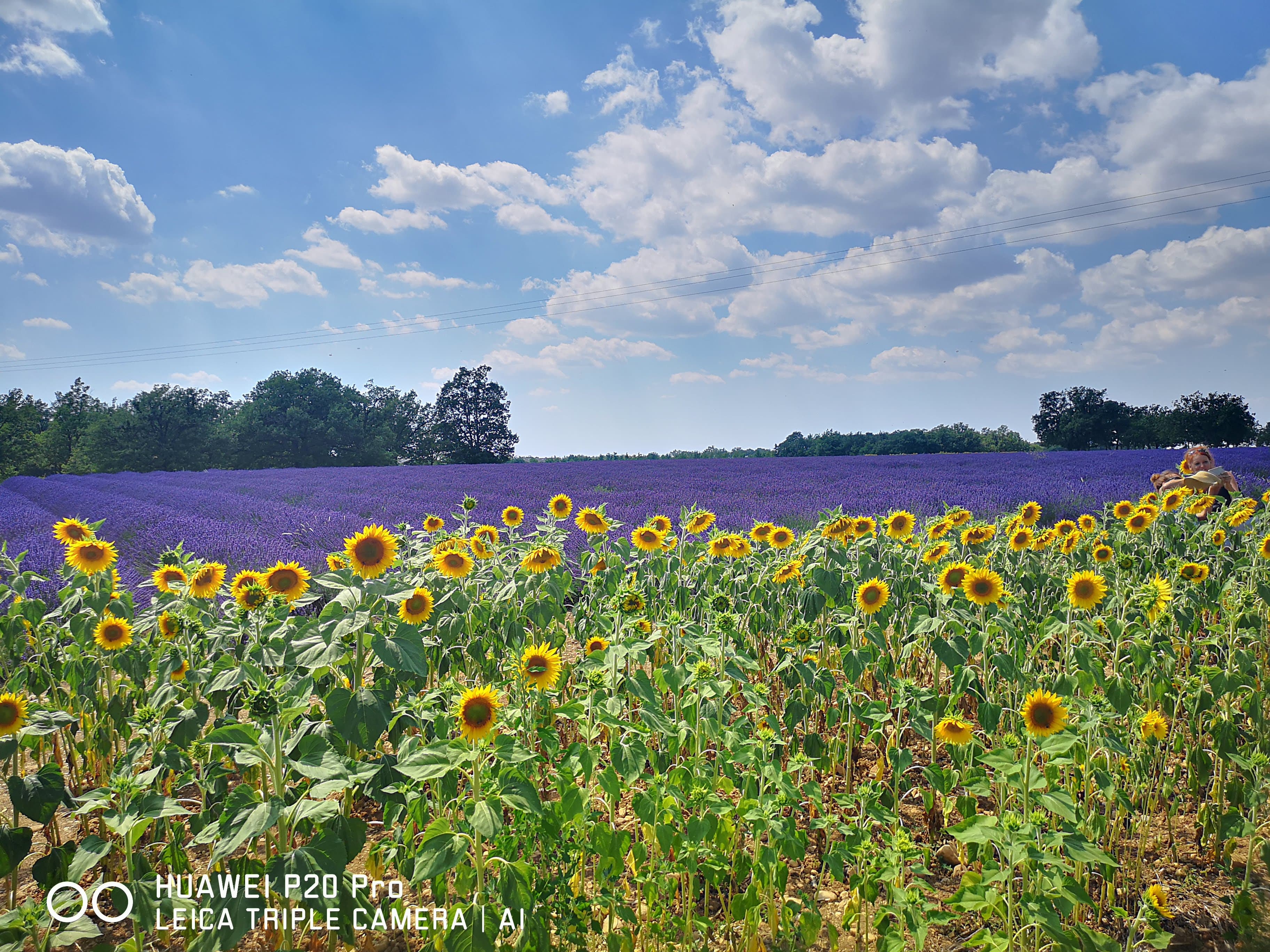 Marseille Shore Excursion: Private Day Trip to Manosque, Valensole, Moustiers Ste Marie and Lake Ste Croix