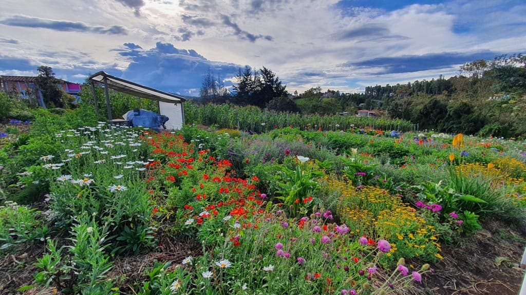 Tour de Silleteros Compartido  en la Finca El Pensamiento 