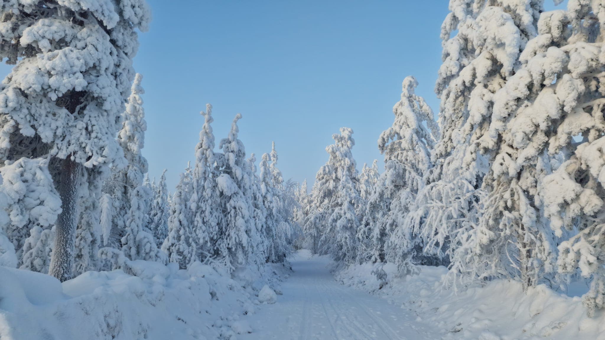 Rovaniemi: Lapland in Daylight – Scenic Nature & Wilderness Tour