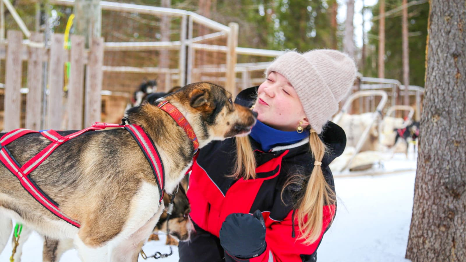 Husky safari self-guided 10 km, Levi