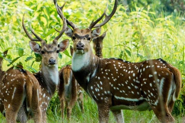 Wildlife Tour at Chitwan National Park
