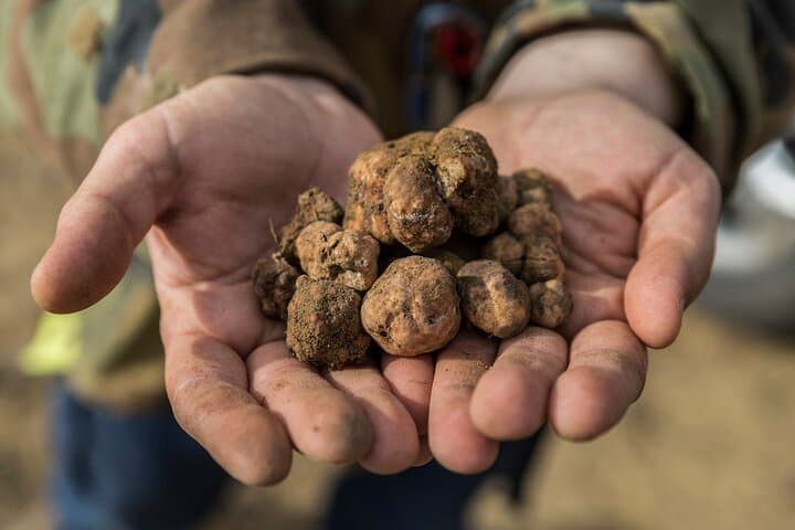 Truffle hunting experience with lunch and Chianti wine tasting