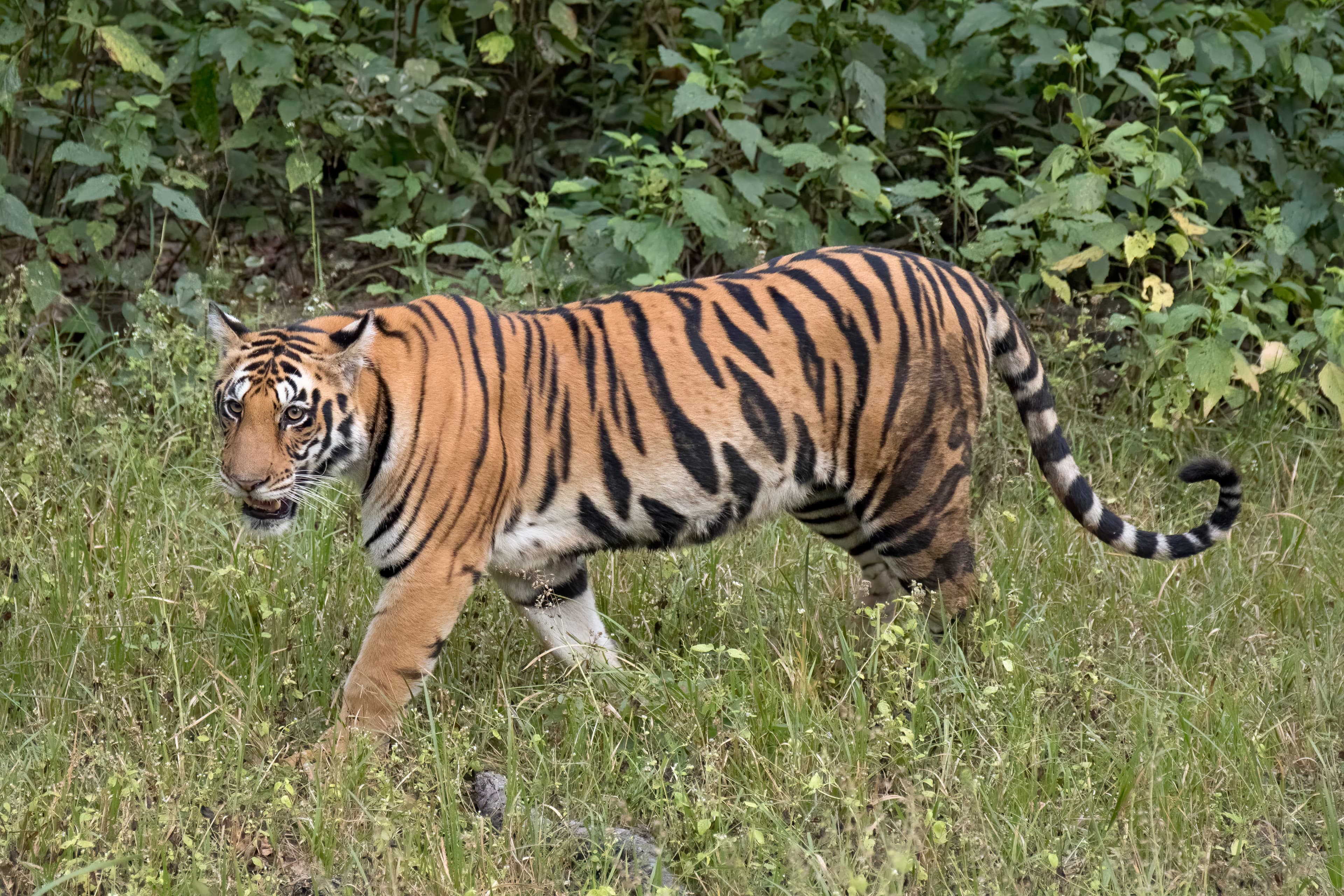 Wildlife Wonders of Central India: Tigers & Untamed Landscapes