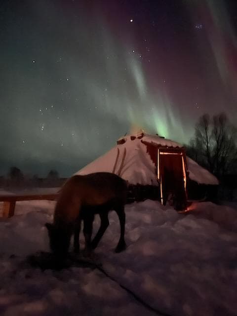 Arctic Adventure with Reindeer and Northern Lights Hunt 6:30 pm