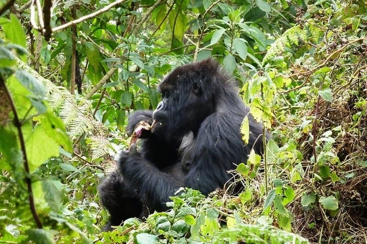 13-Day Wildlife and Gorilla Trekking Luxury Safari