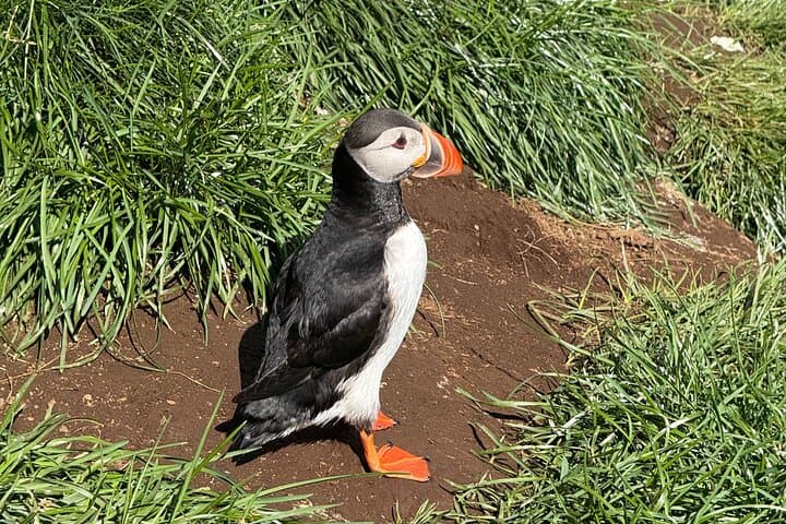 Vestmannaeyjar Westman Islands Private Tour