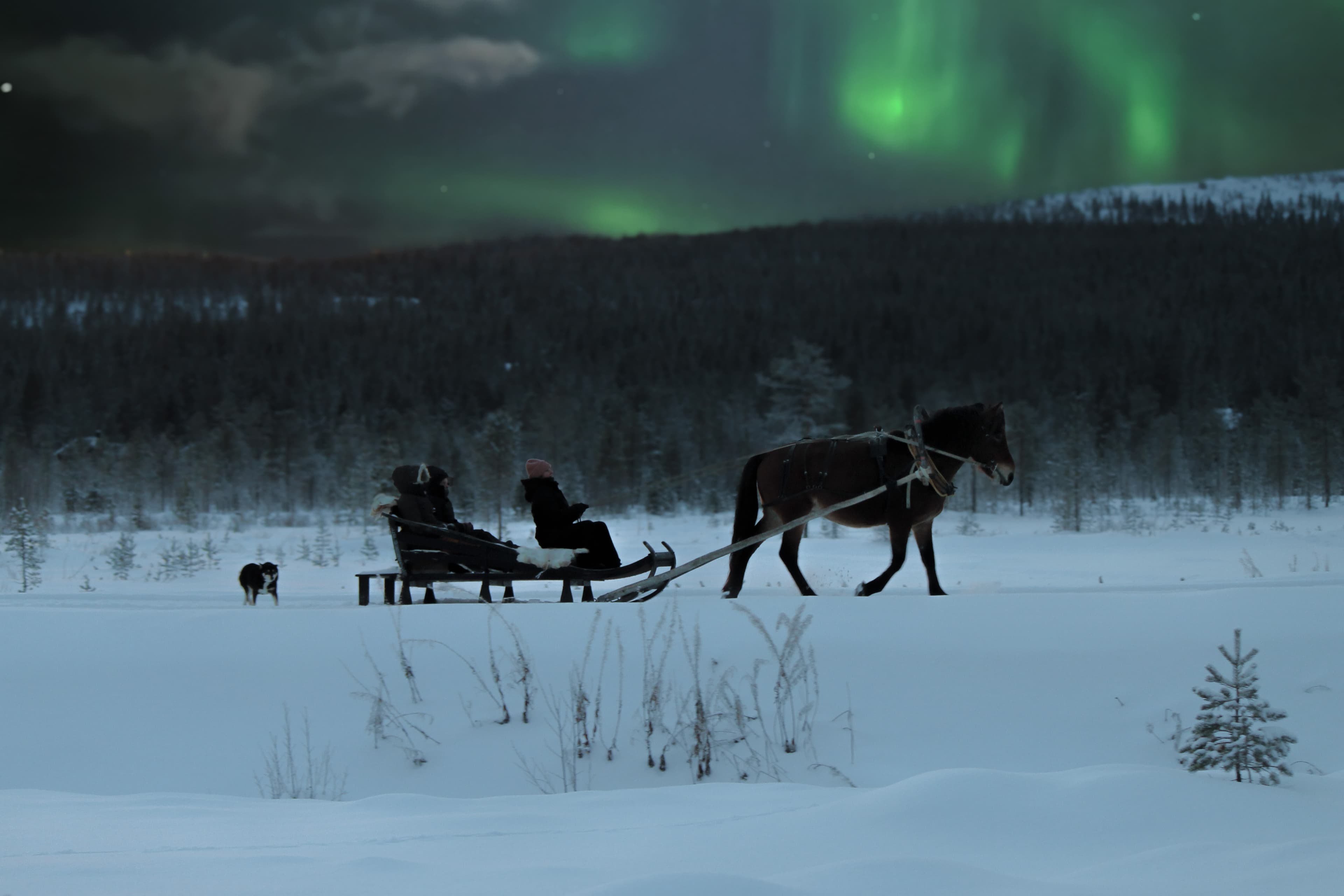 Northern lights horse sleigh ride