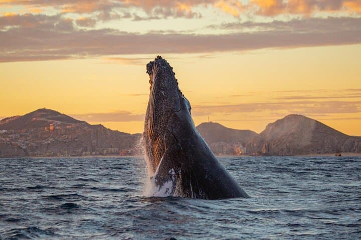 Los Cabos Whale Watching and Sunset Tour 