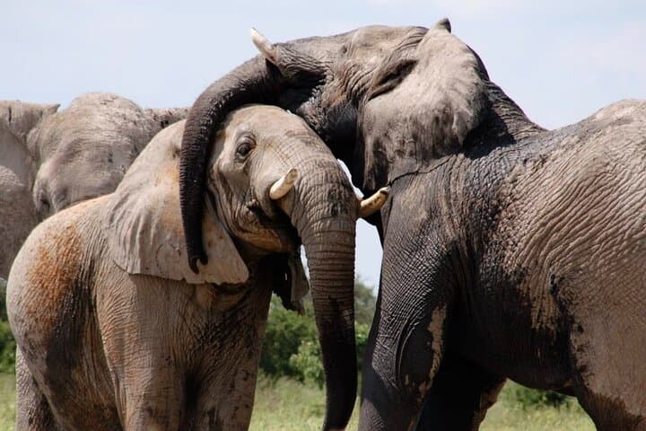 Chobe Private Day Trip A Luxury Safari Experience