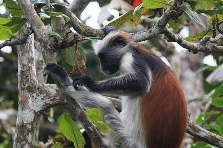 Jozani Forest Tour and Lunch at The Rock Restaurant