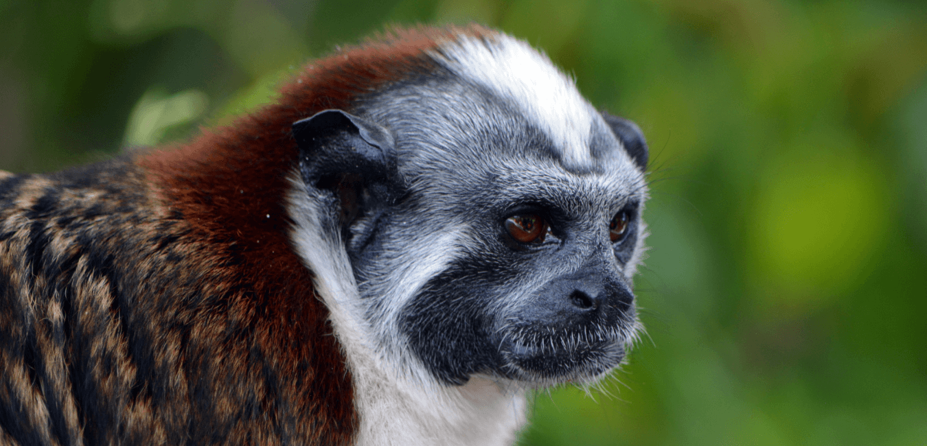 Monkey Island and Miraflores Visitor Center of the Panama Canal