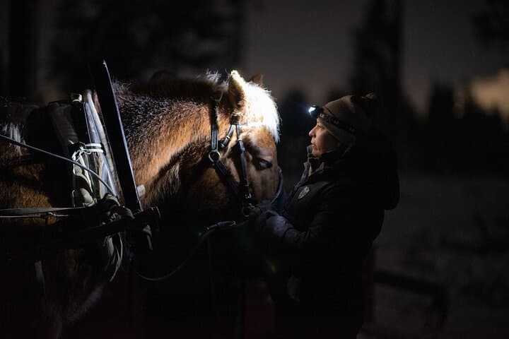 Traditional Finnhorse Sleigh Ride at SCV (3km)