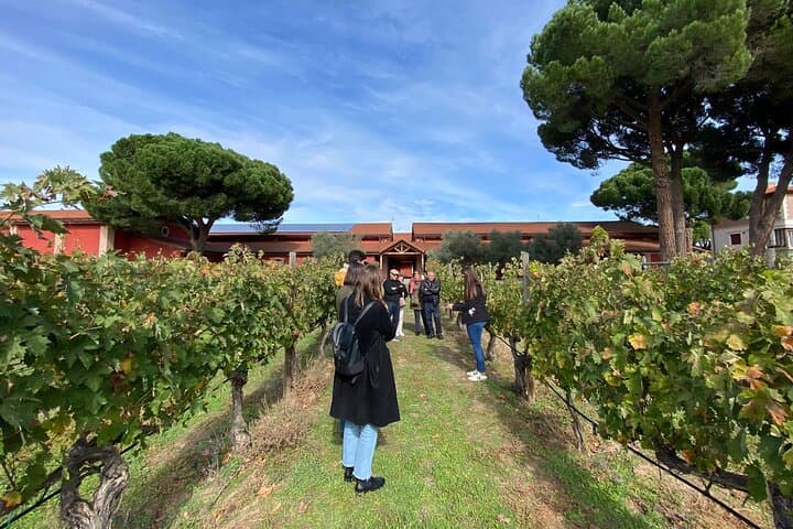Ribera del Duero Tour: Three Wineries & Lunch from Madrid