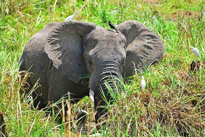 7-Day Lake Mburo Wildlife Experience