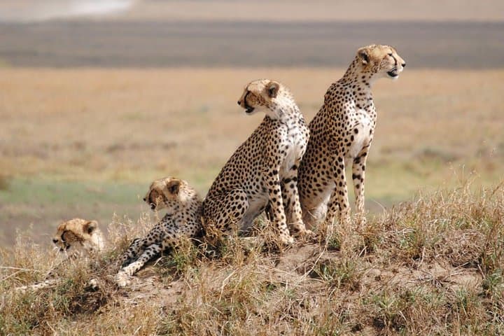 Overnight Tsavo East National Park Safari from Mombasa OR Diani Beach