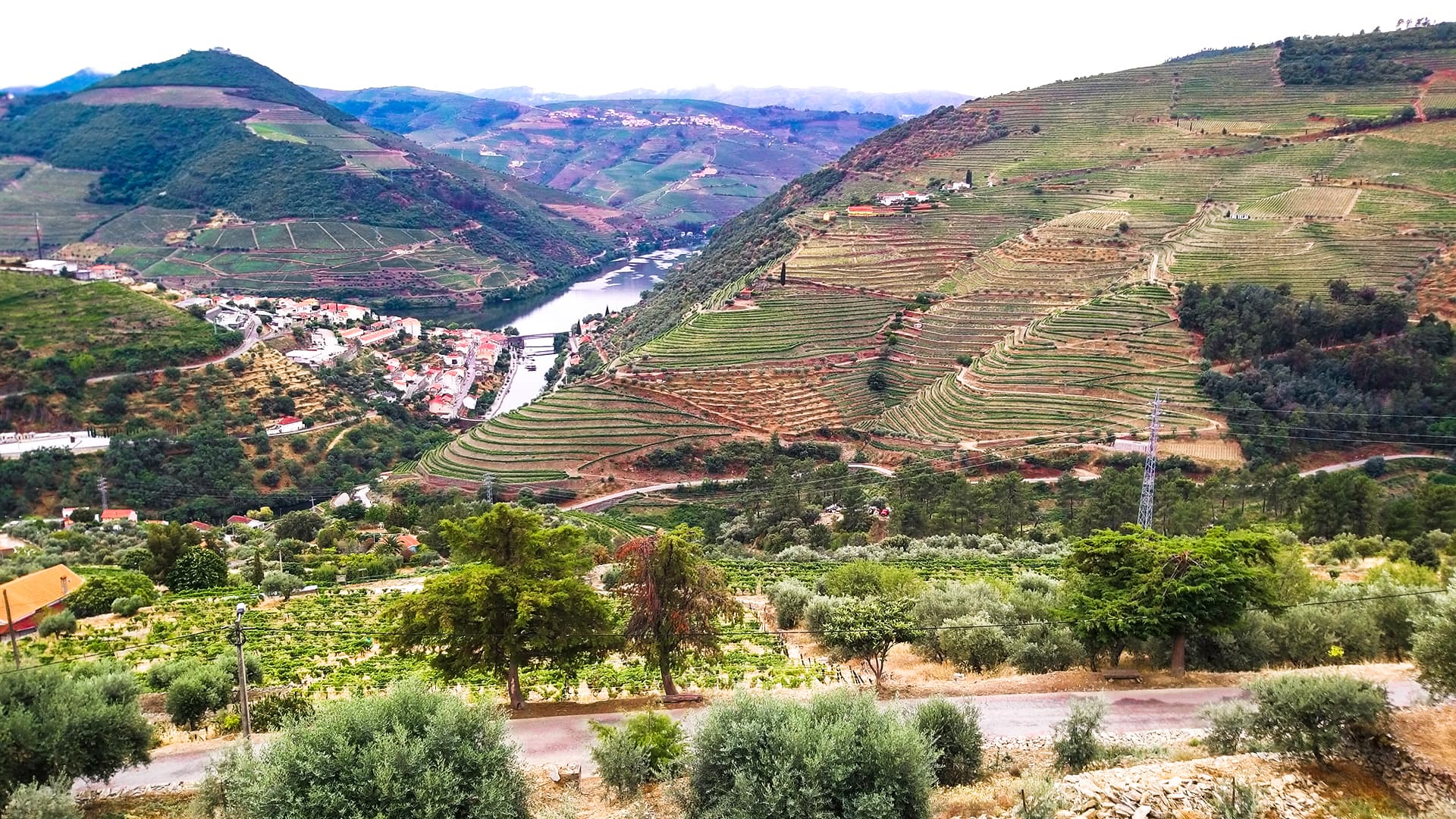 Foz Côa and Douro Private Tour: rock carvings, superb views and good wines