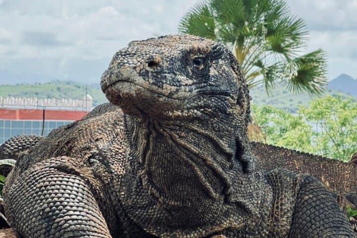 Komodo Island Shore Excursion for Cruise Ship Passengers