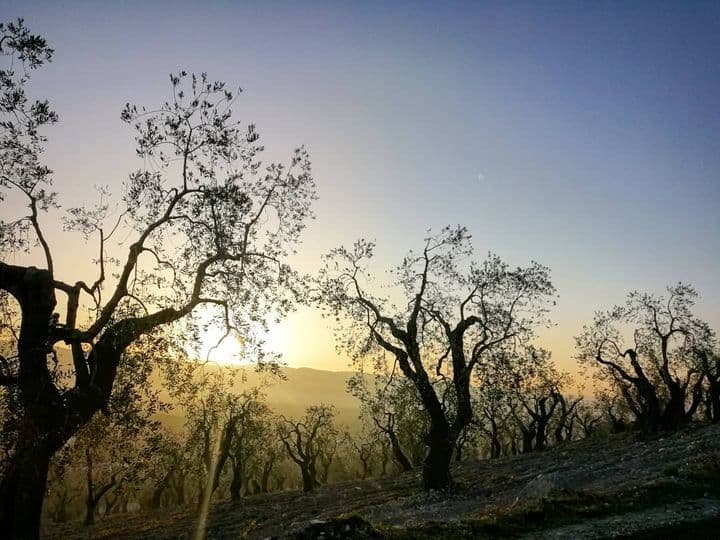 Discovering extra virgin olive oil