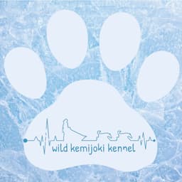 Wild Kemijoki huskies