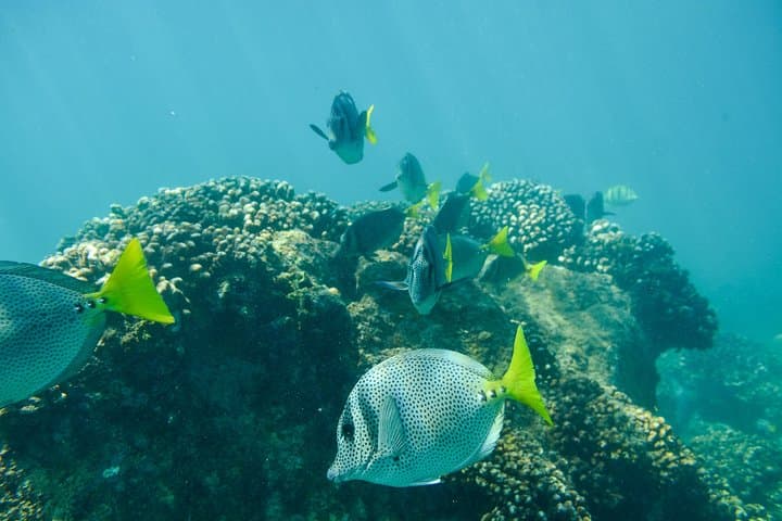 Private Los Cabos snorkeling tour to Chileno bay and Santa Maria cove