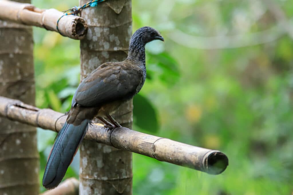 Tour de Avistamiento de Aves en la Vuelta de Occidente en el Valle del cauca 