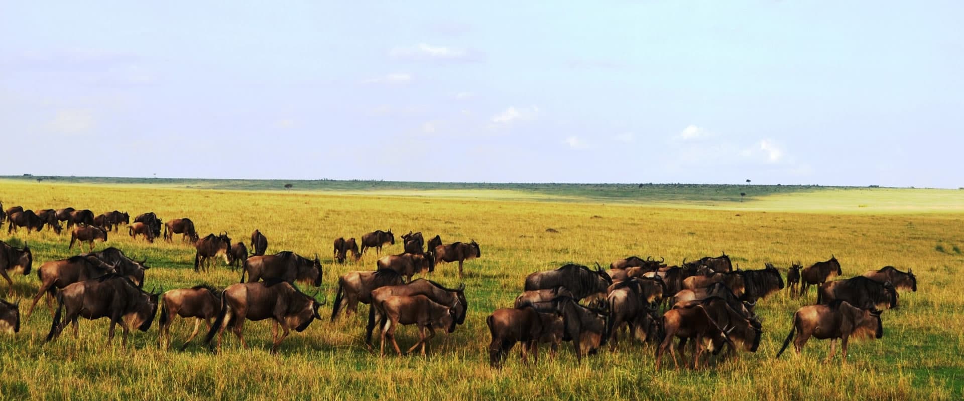 3 days 2 nights Masaai Mara Budget safari In 4WD 
