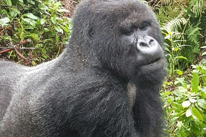 3 Days Rwanda Gorilla Trekking