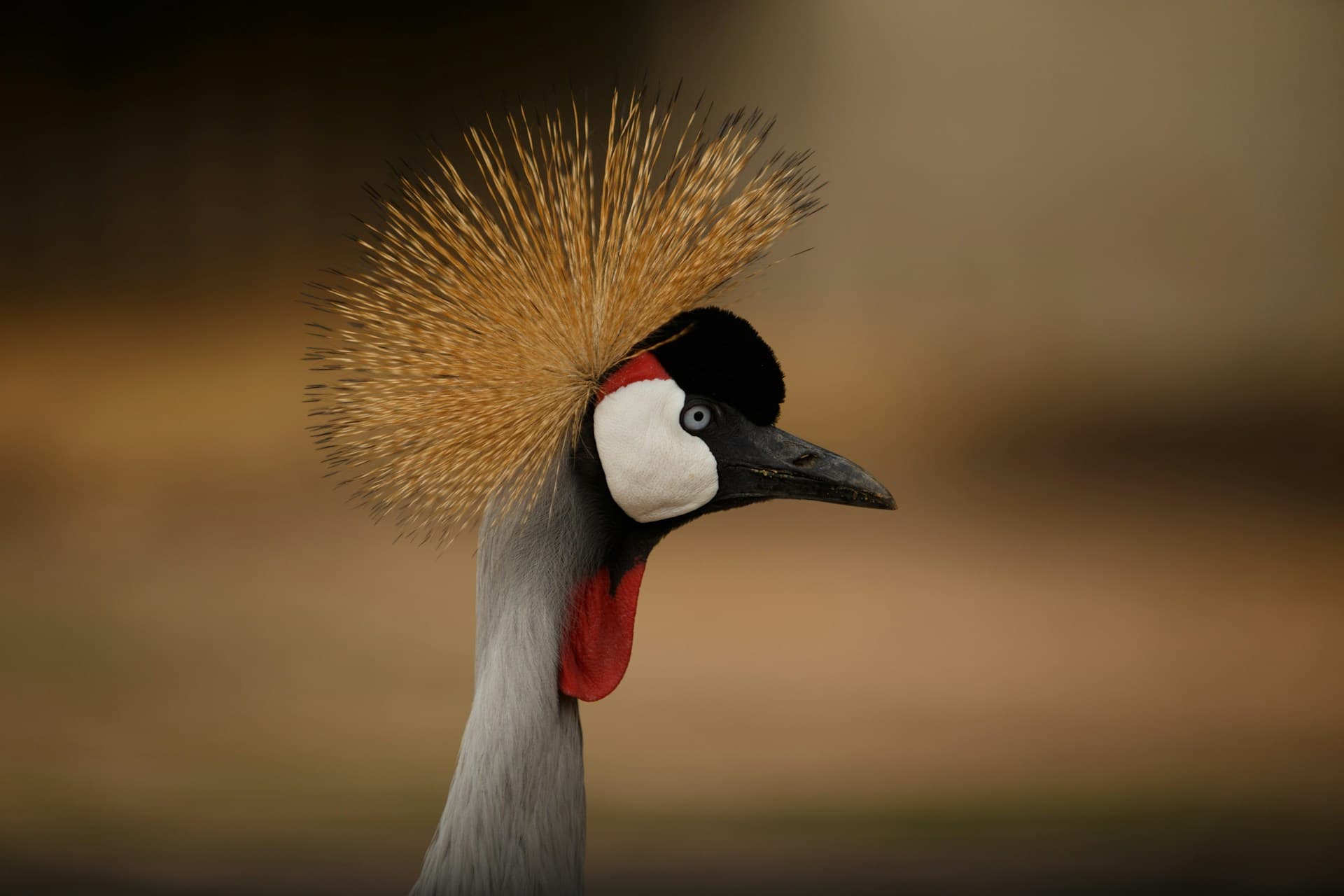 8 Days - The Best of Tanzania & Lake Eyasi Midrange Safari