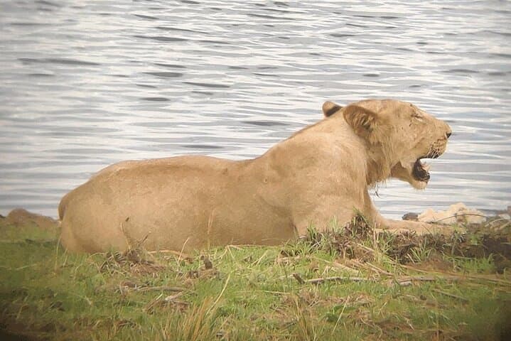 Aquila Big 5 Safari: Wildlife Adventure Experience from Cape Town