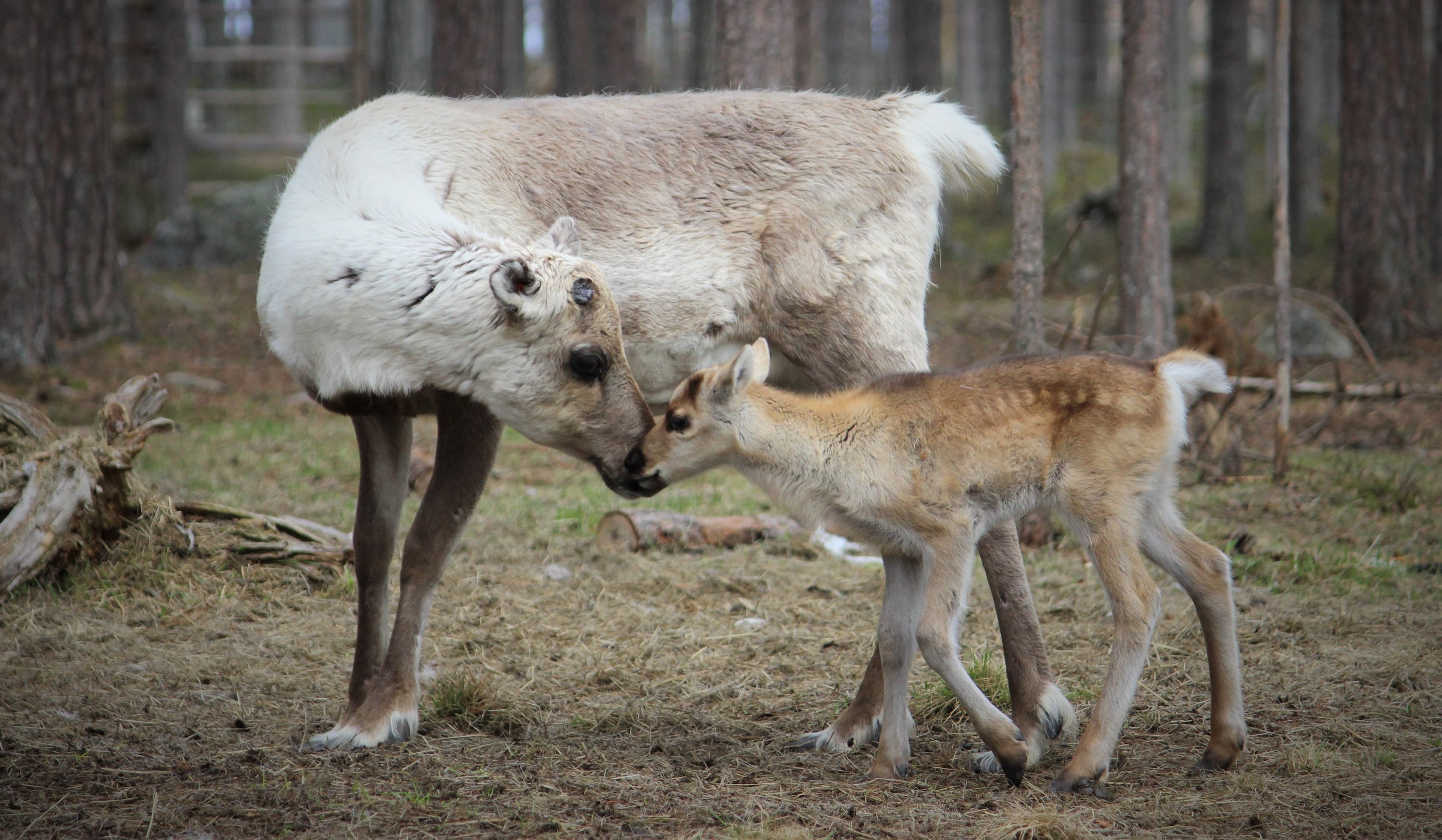 A Night in the Pasture with Baby Reindeer & Their Mothers