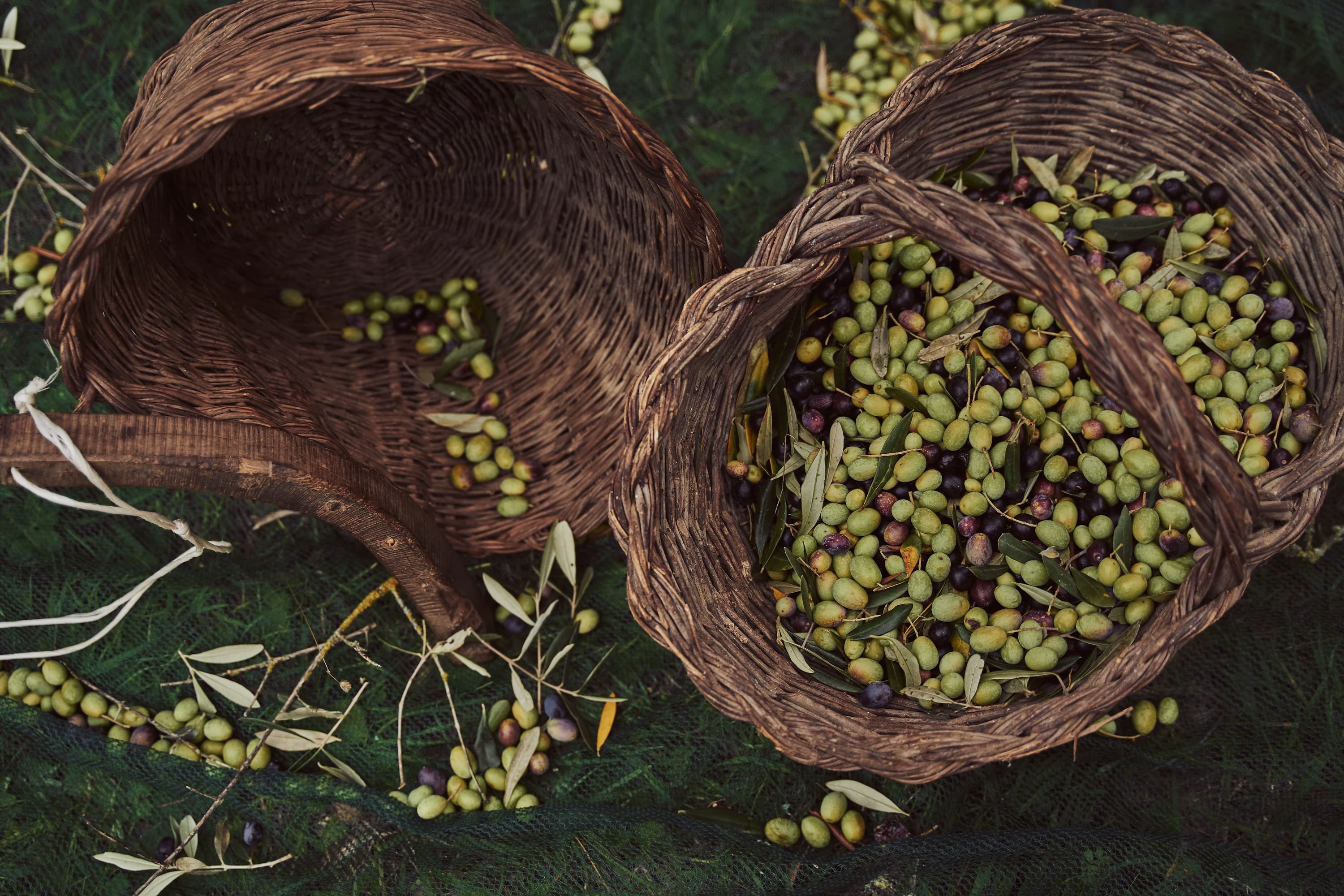 Harvest olives with the producers