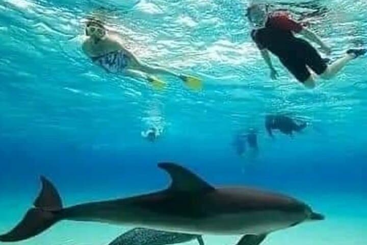 Zanzibar Mnemba Island Dolphins, Jozani Forest and Sea Turtles