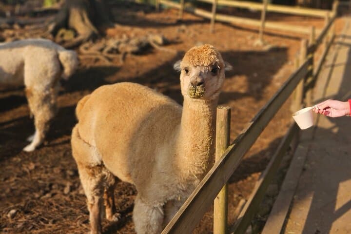 South of Jeju Island Package Tour in Alpaca Land