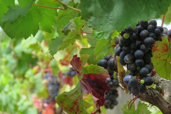 Vineyard Escapade and skywalk, a Wine Tour 4x4 Adventure