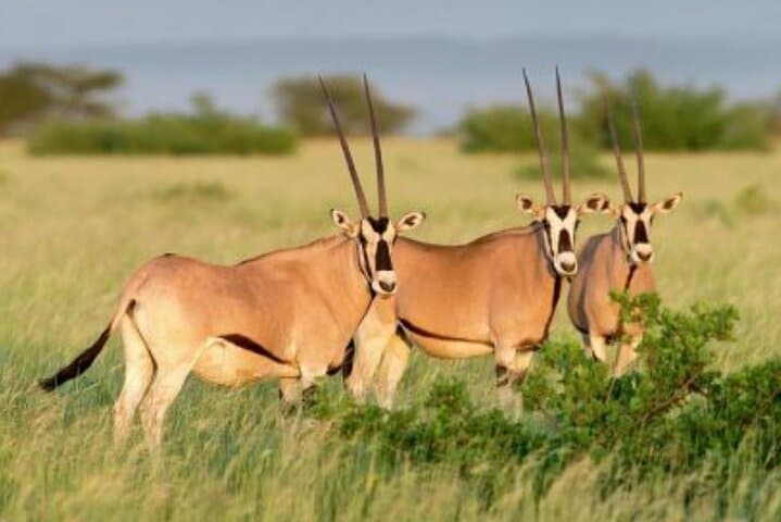 8 Days Harar, Awash safari and Bale Mountains Trip 